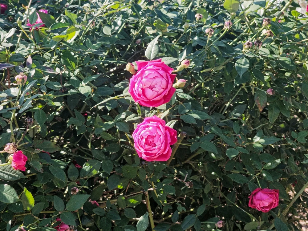 Image uploaded by Charles Day