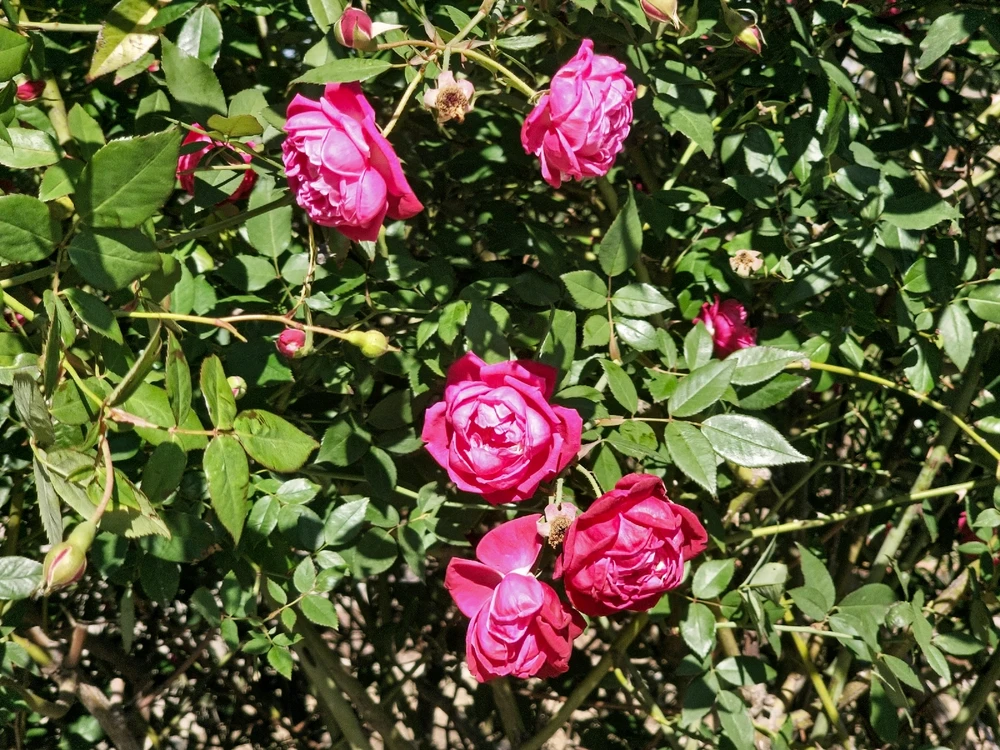 Image uploaded by Charles Day