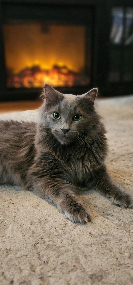 GIF uploaded by Stacey