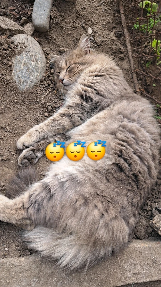 GIF качен от Zdravko