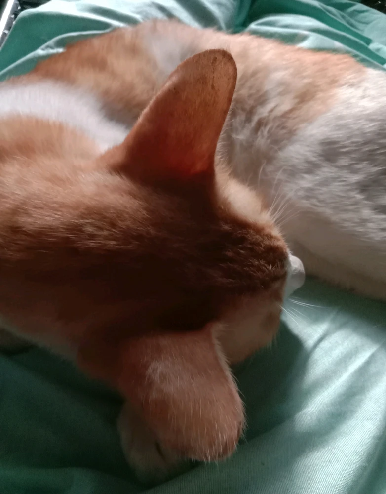 GIF uploaded by 💜J💜o💜e💜y💜