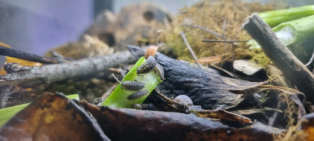 Image uploaded by J-Klamp😜🐒