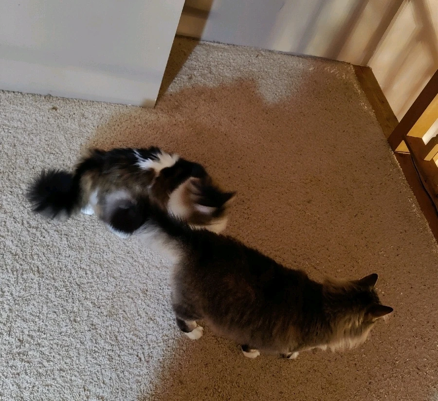 GIF uploaded by Billy