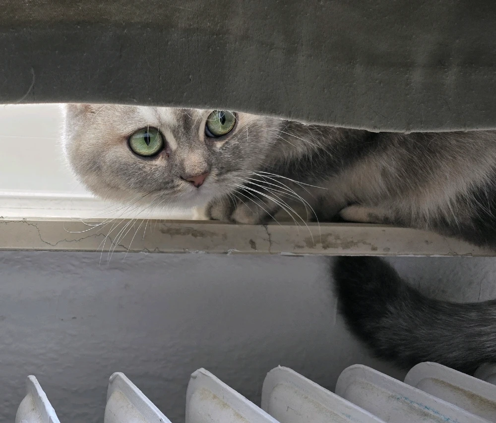 GIF hochgeladen von Siyo