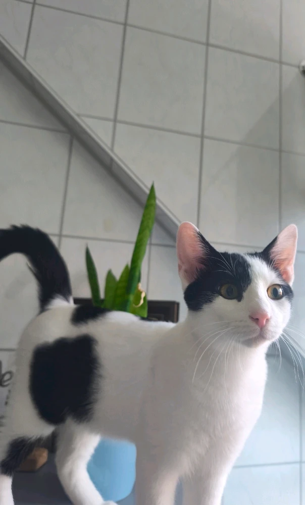 GIF hochgeladen von Stefan