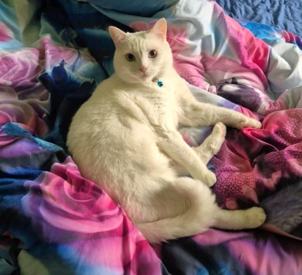 GIF hochgeladen von Christian