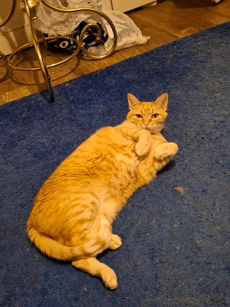 Image uploaded by Charlie