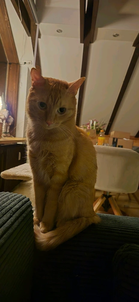 GIF hochgeladen von đŸđđđ