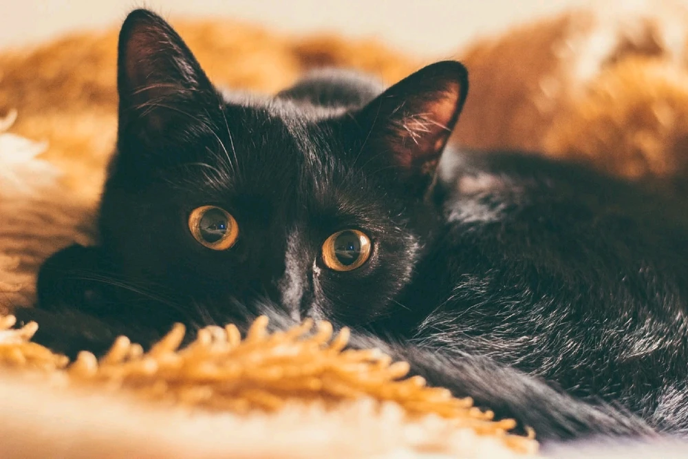 GIF uploaded by Zarko