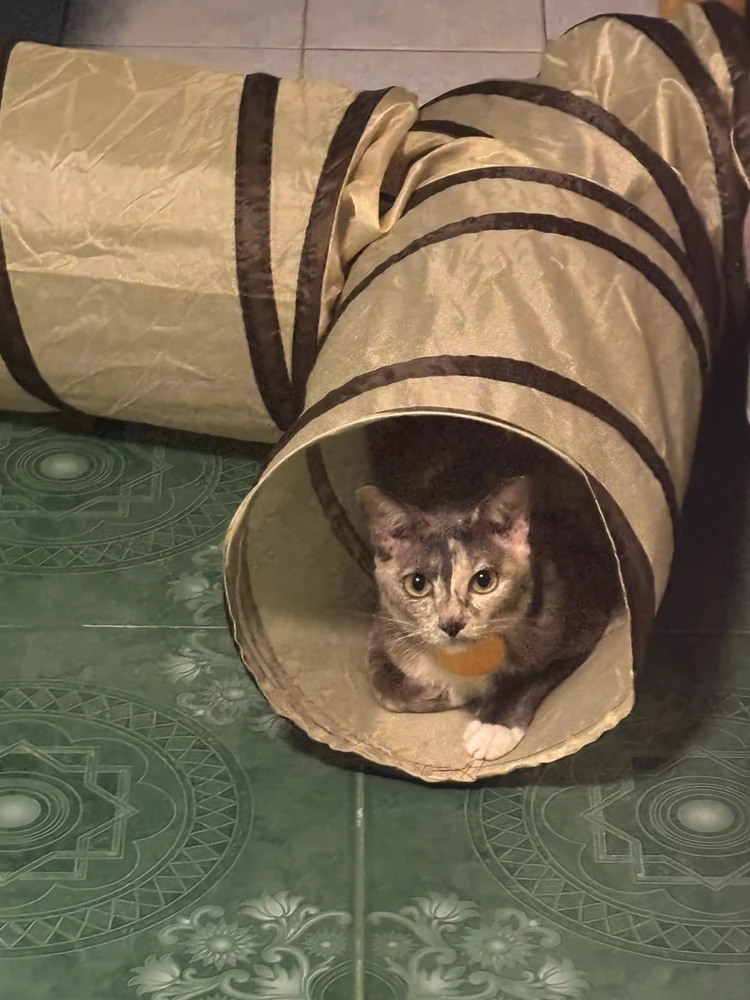 GIF uploaded by Pat♡