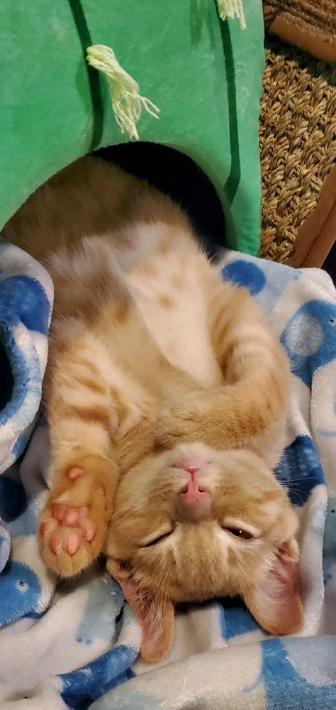 GIF uploaded by Conlan