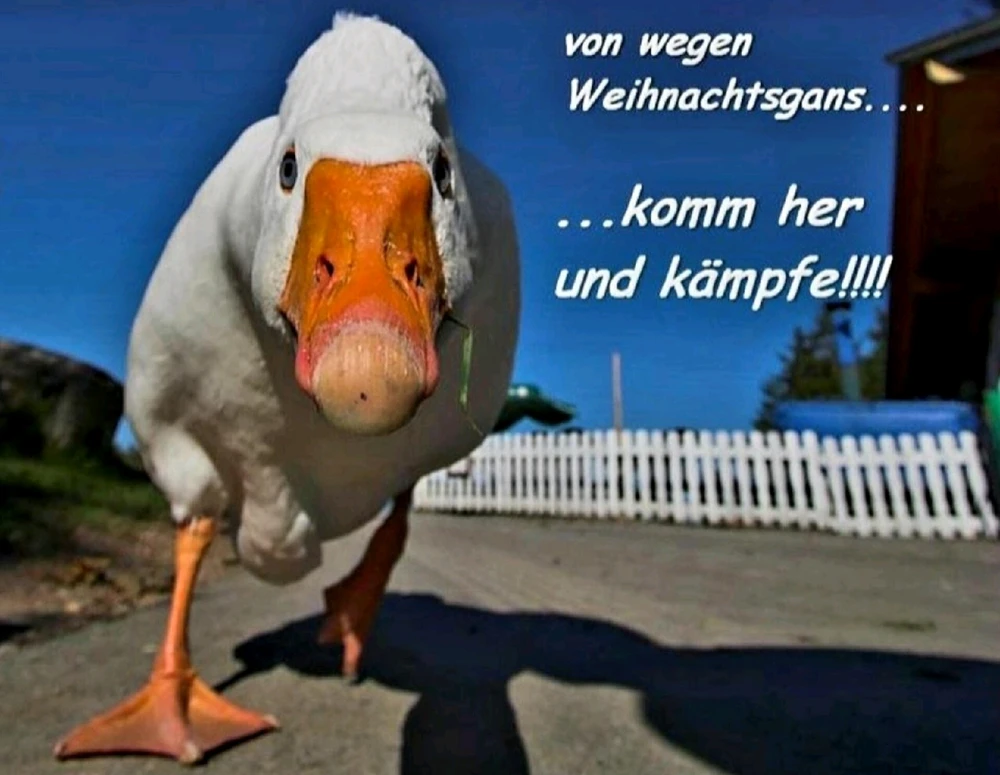 GIF hochgeladen von Sven