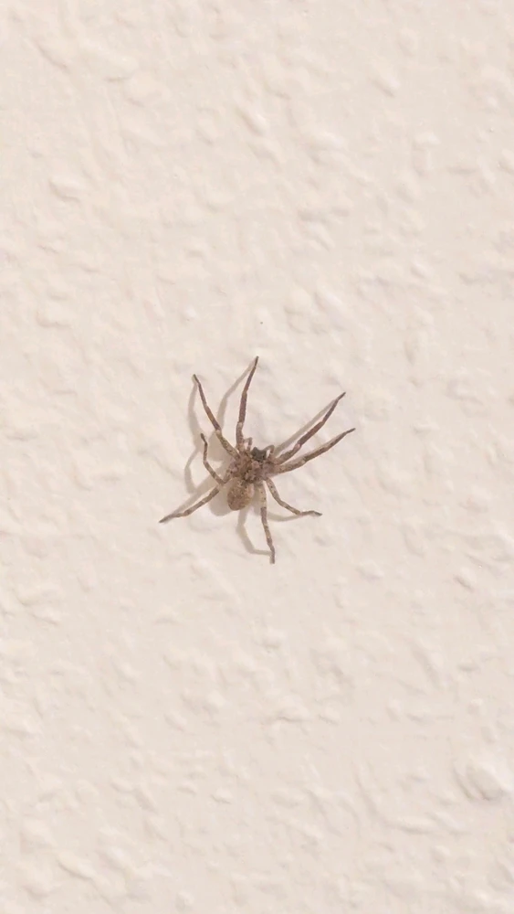 GIF uploaded by Atroce