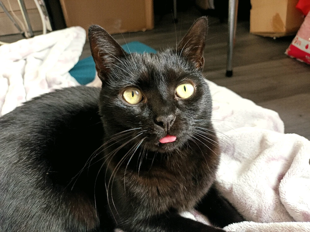 Image ajoutée par Cymoriel🦋