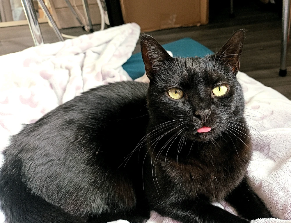 Image ajoutée par Cymoriel🦋