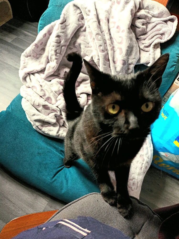 Image ajoutée par Cymoriel🦋