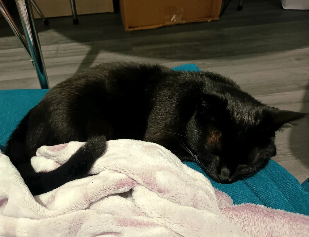 Image ajoutée par Cymoriel🦋