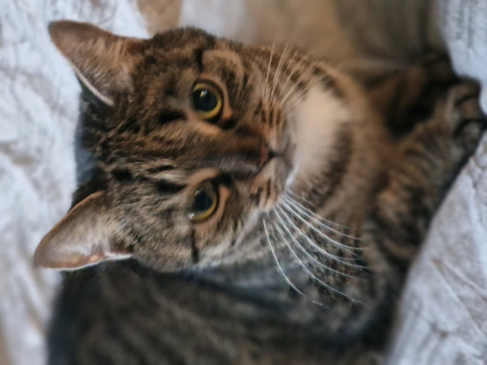 GIF uploaded by NorsKen