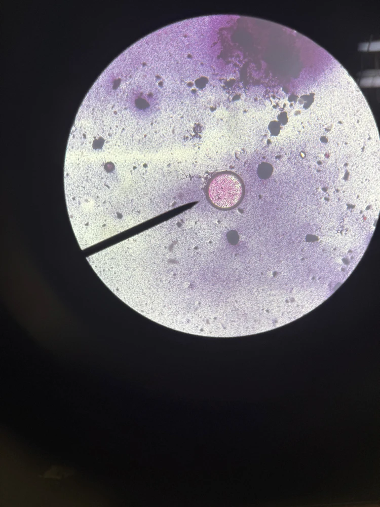 Image uploaded by Ellysha