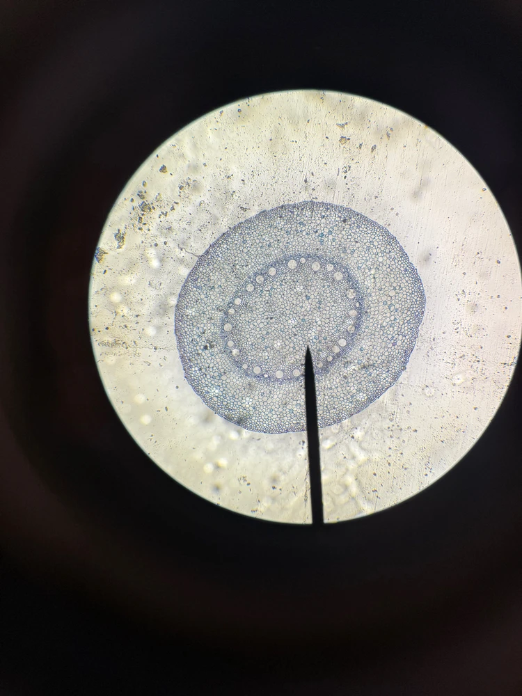 Image uploaded by Ellysha