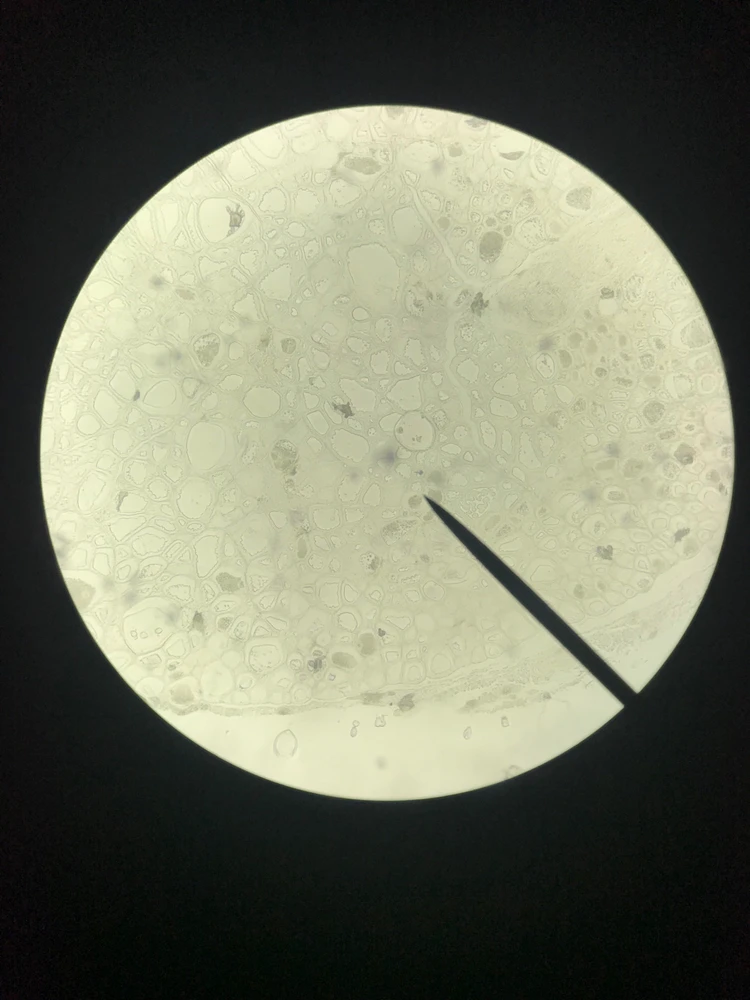 Image uploaded by Ellysha