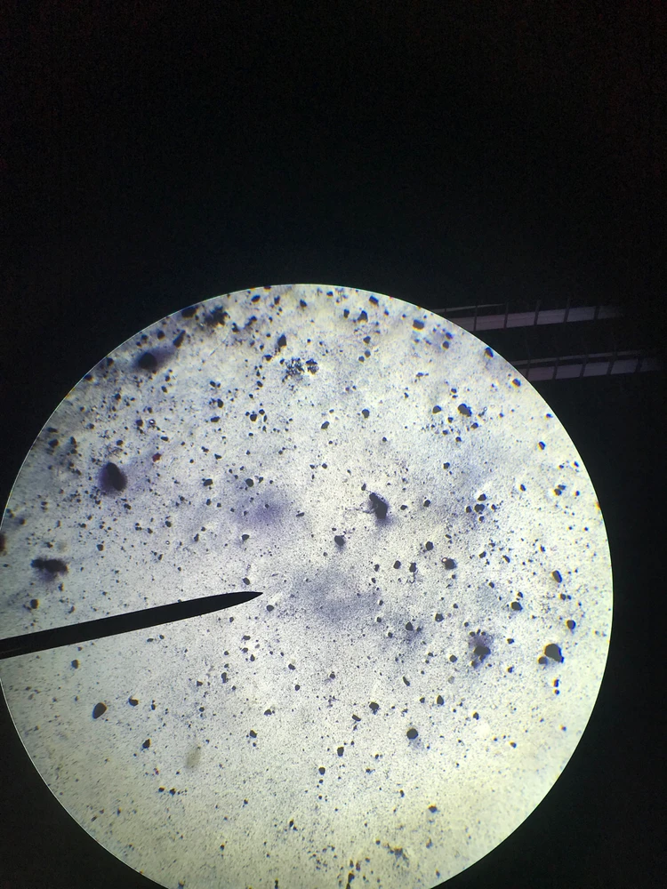 Image uploaded by Ellysha