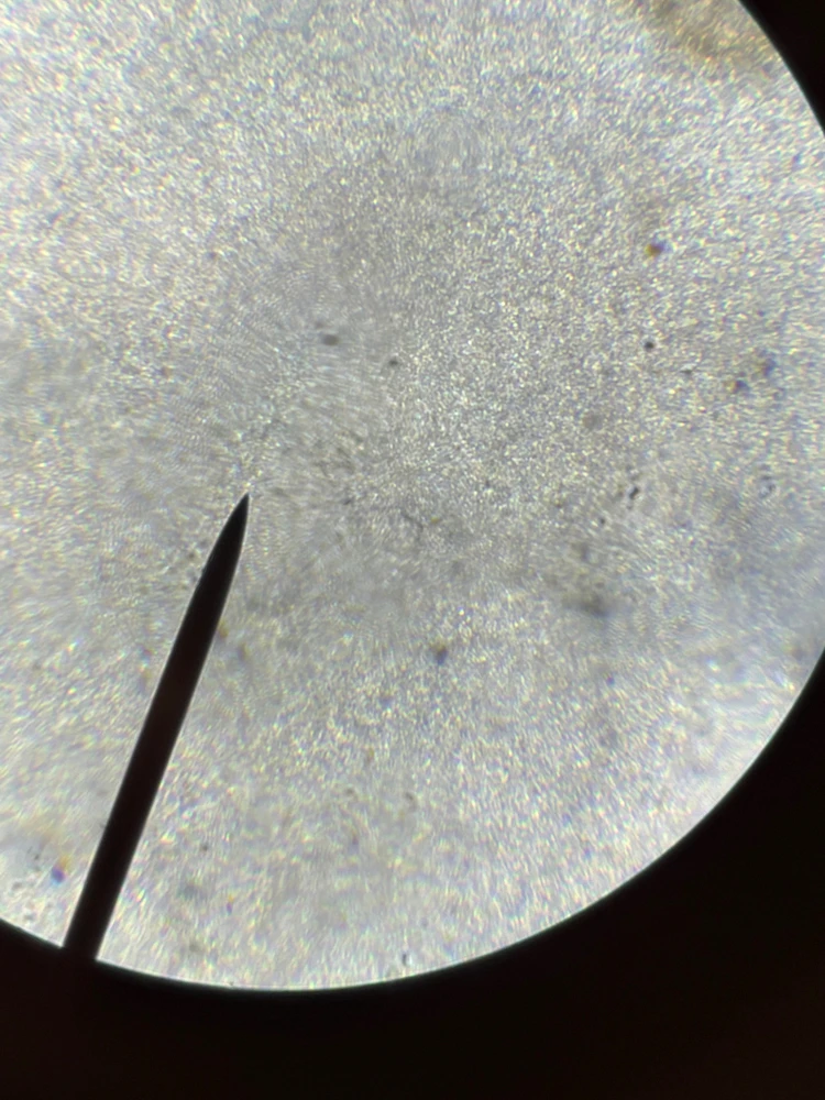 Image uploaded by Ellysha