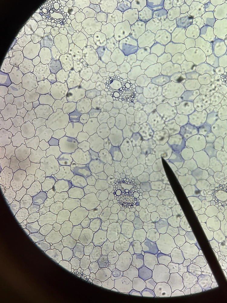 Image uploaded by Ellysha