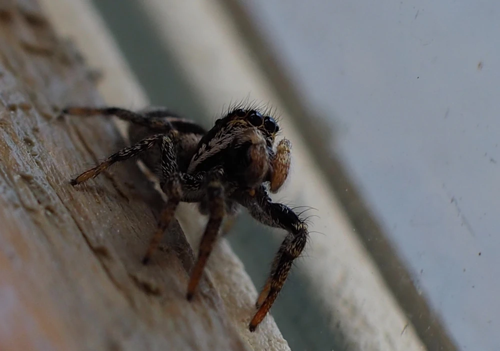 GIF diunggah dening Tor