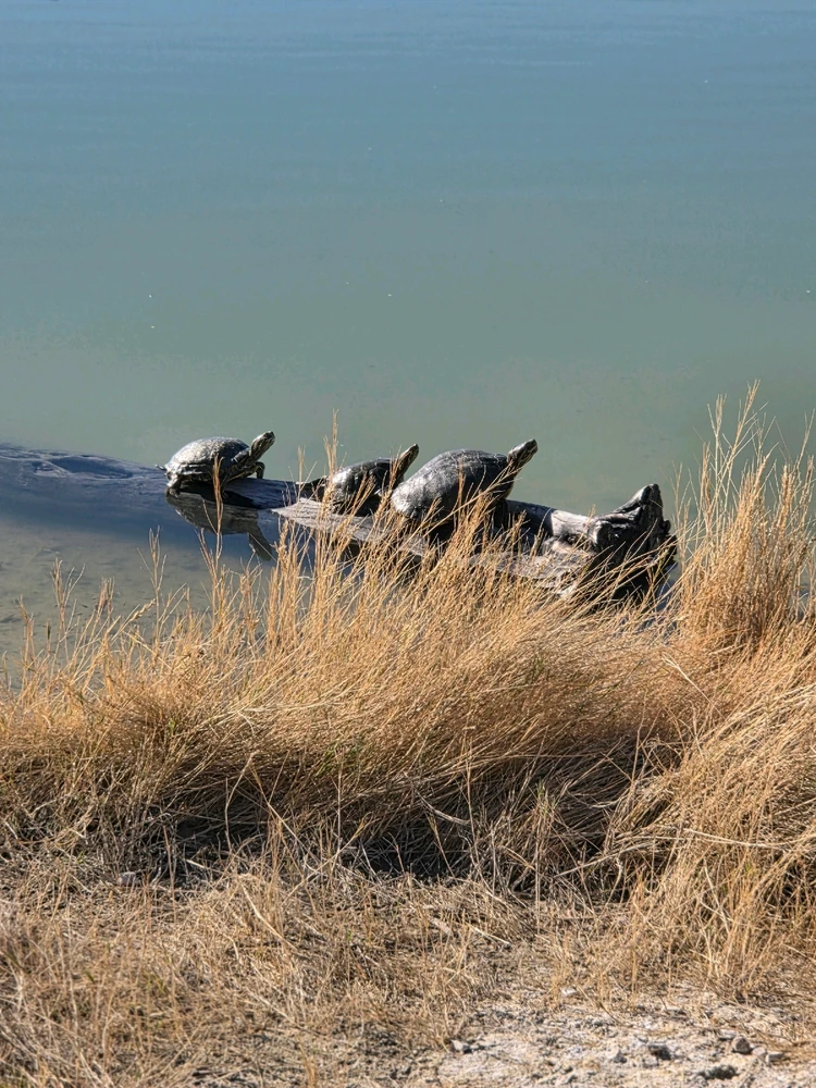 Image uploaded by Dove