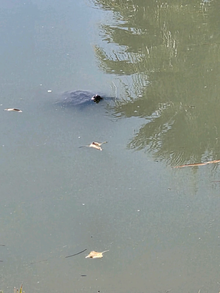 Image uploaded by Dove