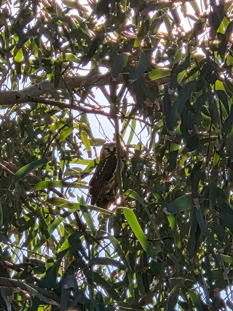 Image uploaded by Dove