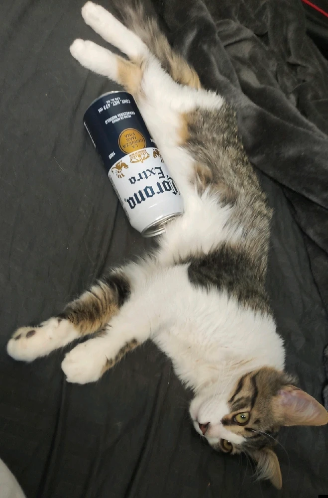 GIF uploaded by Omar