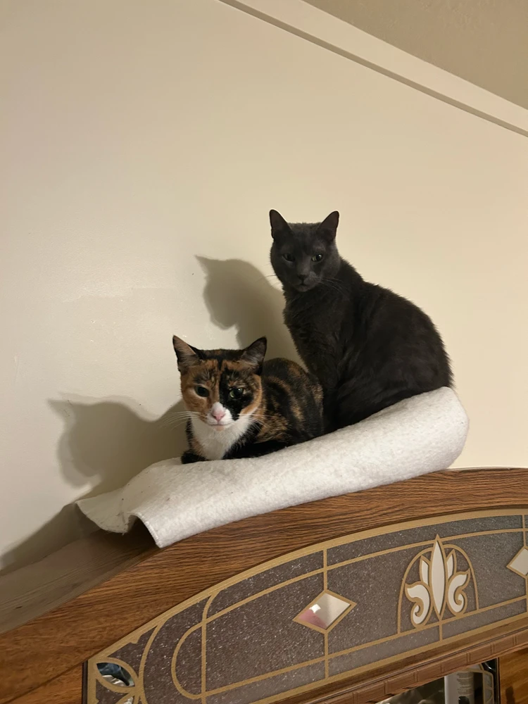 GIF uploaded by Hannah