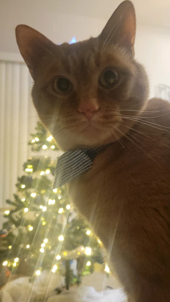 Gambar diunggah dening Asa