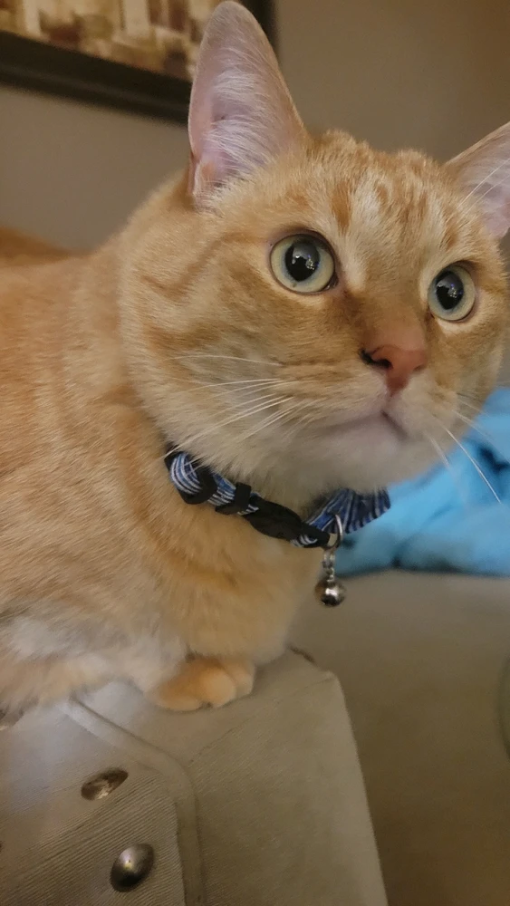 Gambar diunggah dening Asa