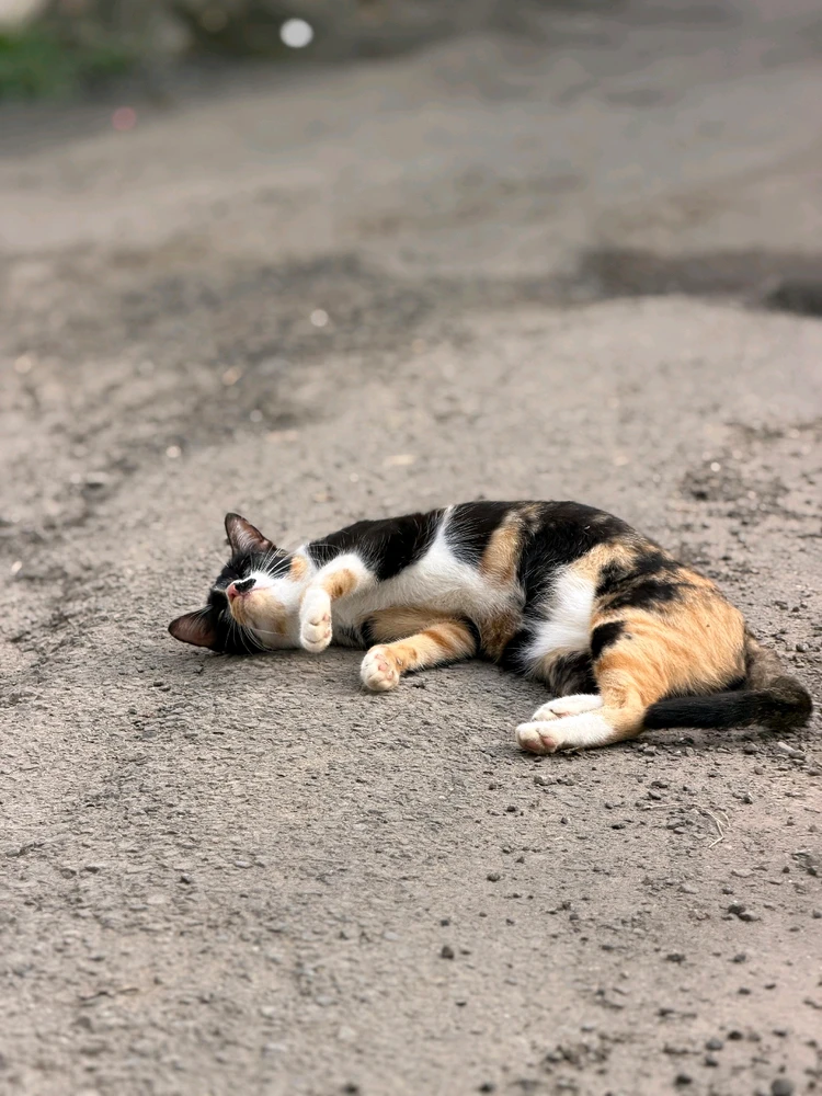 Gambar diunggah dening JAy pAtel