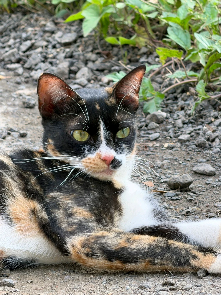 Gambar diunggah dening JAy pAtel