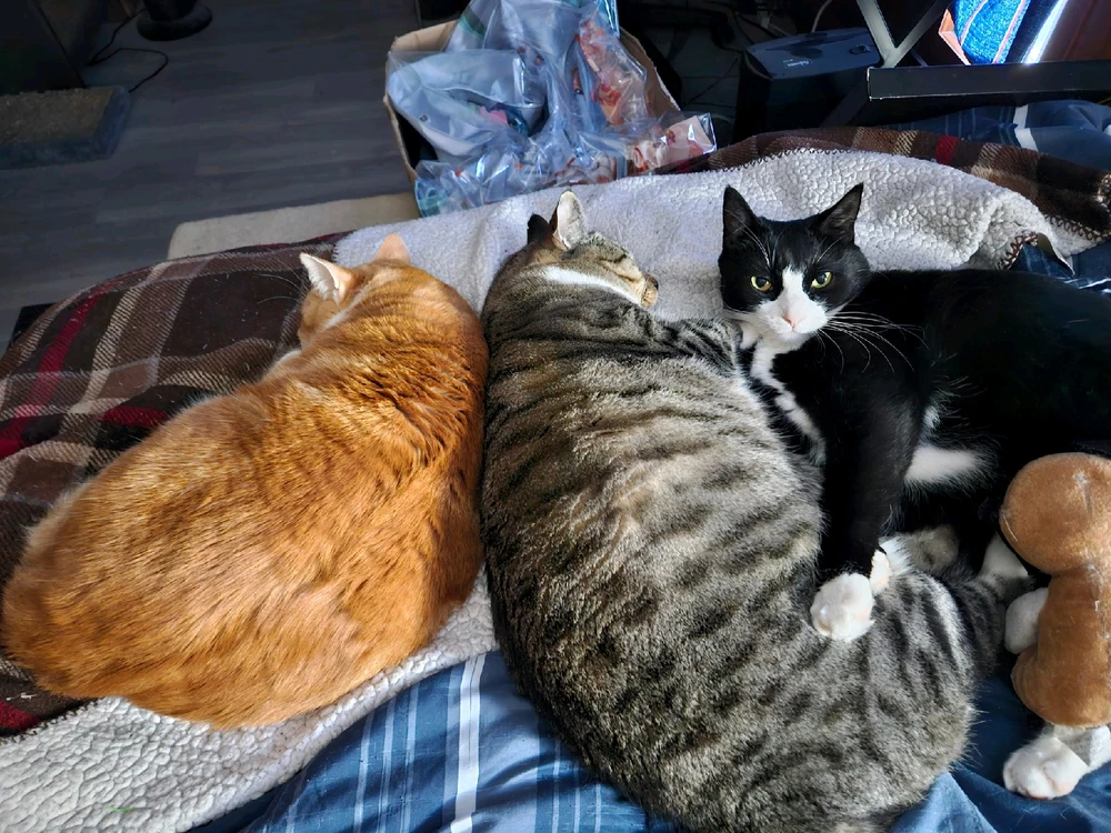 GIF uploaded by Mackenzie (Nightshade)