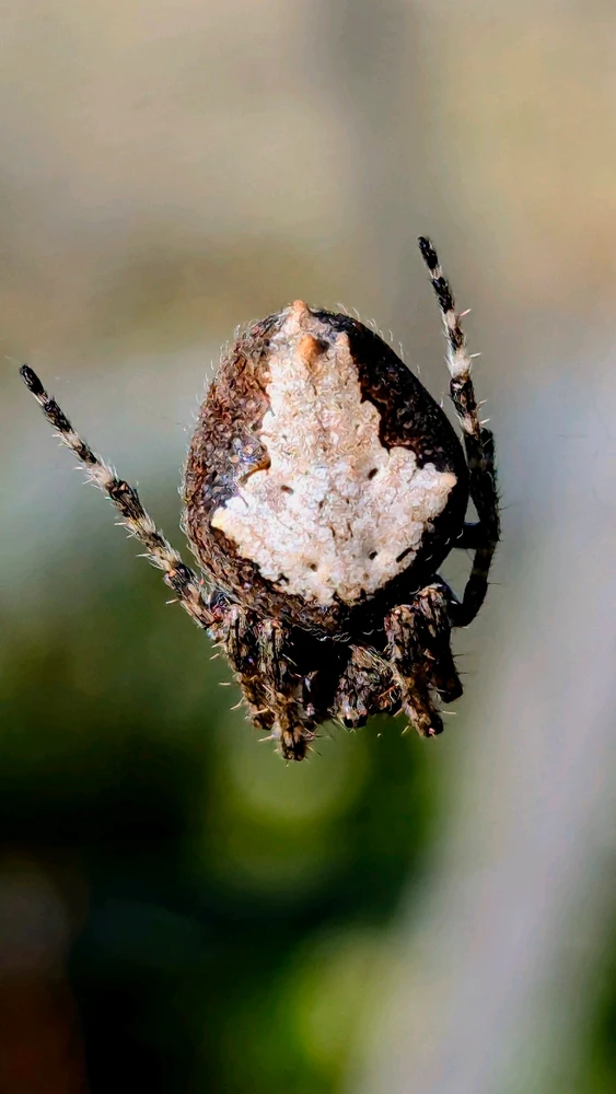 GIF diunggah dening Chris