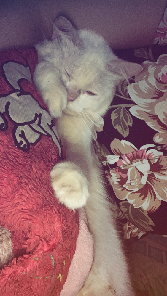 GIF diunggah dening Moon Anaa