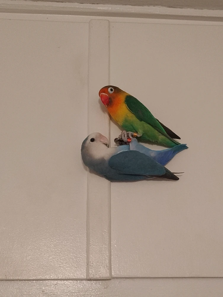 GIF diunggah dening Gvantsa