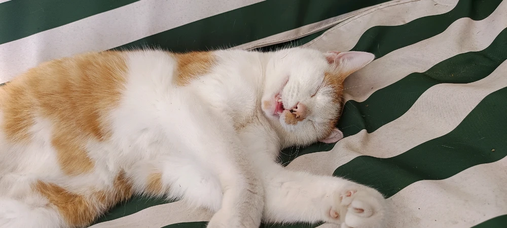 GIF hochgeladen von Justin