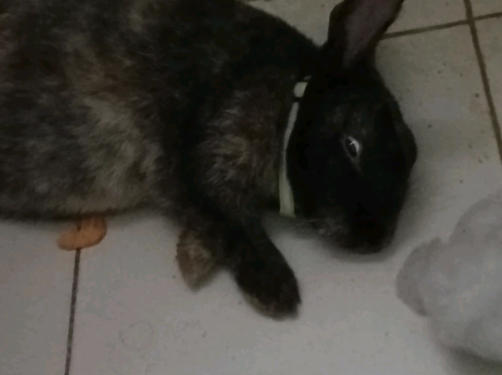 GIF diunggah dening Hizkia