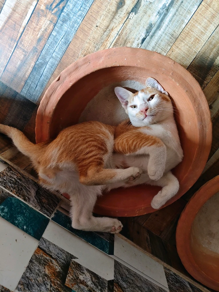 GIF uploaded by Sumith