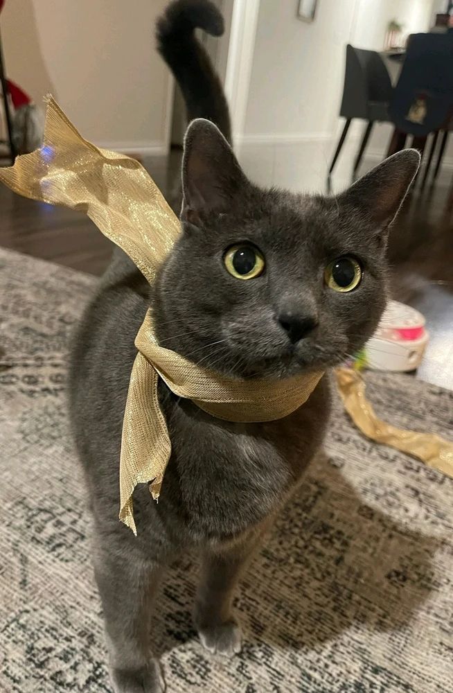 GIF diunggah dening Anthony