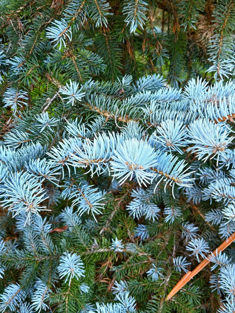 Image uploaded by Marissa