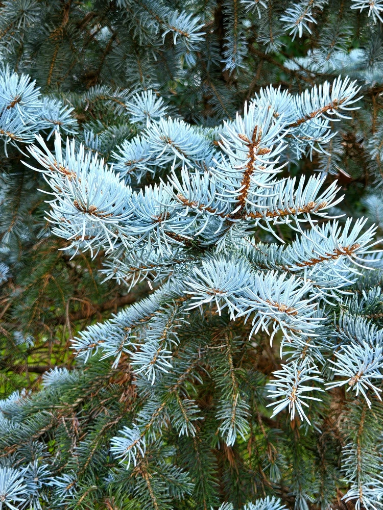 Image uploaded by Marissa