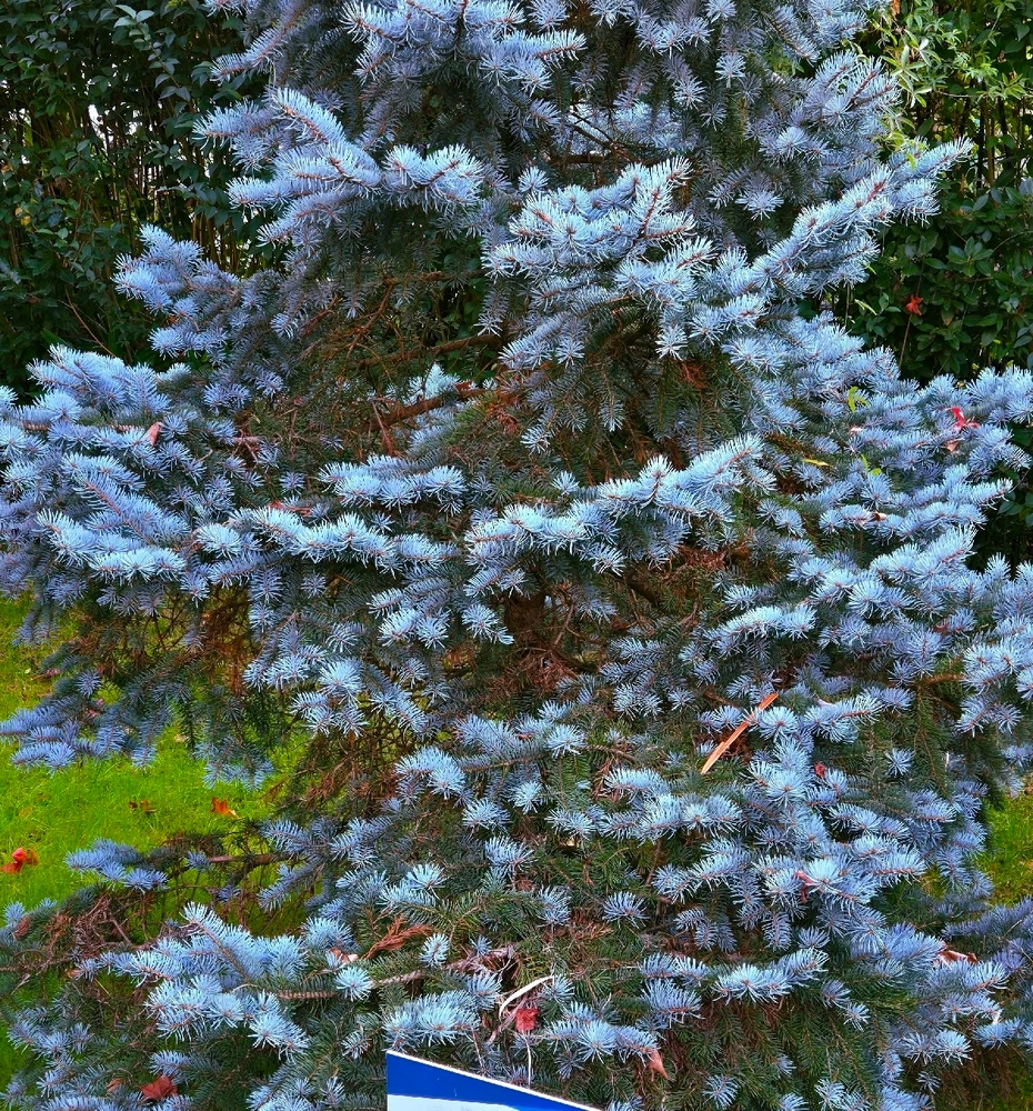 Image uploaded by Marissa