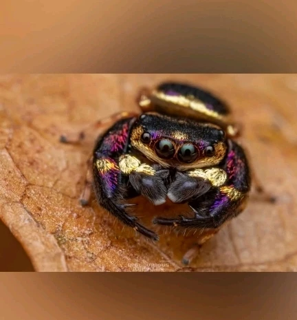 Immagine caricata da CX